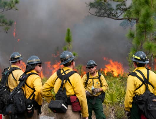 Team Of Wildland Firefighters